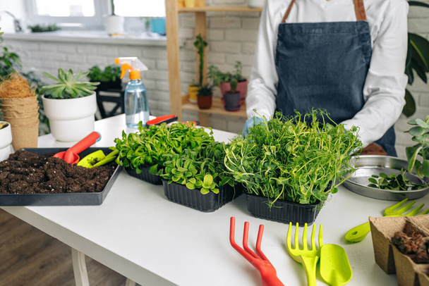 Unrecognizable gardener growing microgreens indoors close up - Фото, изображение