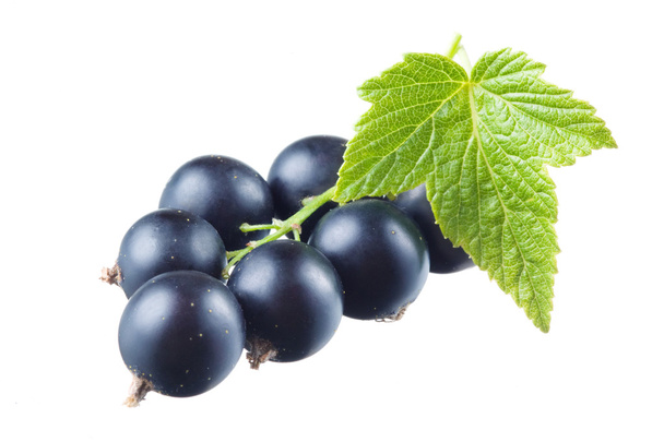 Black currant with leaf - Photo, Image
