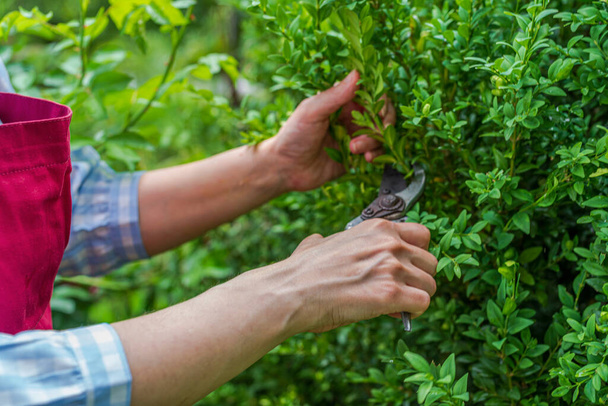 Crop View Hände schneiden Busch an einem sonnigen Tag. Gartenarbeit im Frühling und Sommer - Foto, Bild