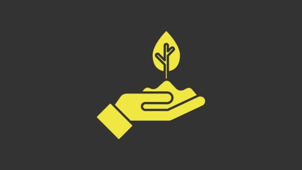 Sárga növény kezében a szürke alapon izolált környezetvédelmi ikon. Vetés és palánta. Sűrűt ültetek. 4K Videó mozgás grafikus animáció - Felvétel, videó