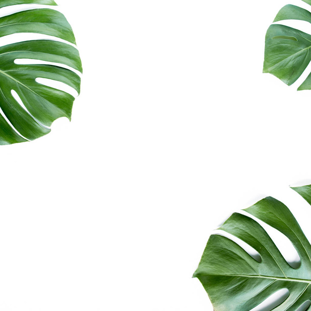 Tropical leaves Monstera on white background. Flat lay, top view - Zdjęcie, obraz