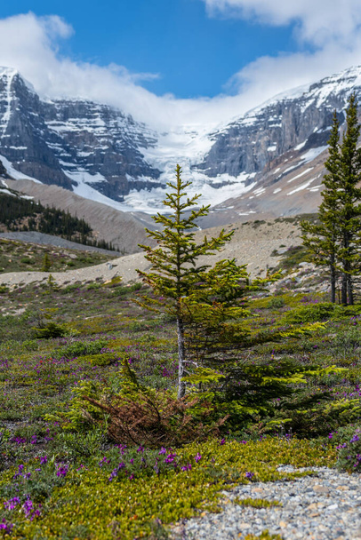 Góry Skaliste jesienią ze śniegiem i pięknym kanadyjskim krajobrazem lodowca. Małe białe świerki wiecznie zielone drzewo rosnące na fioletowym polu kwiatowym na Columbia Icefield, Park Narodowy Jasper - Zdjęcie, obraz