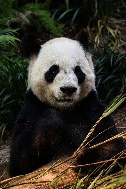 Óriás panda medve bambusz hajtásokat eszik közelről vadon élő állatok portréja - Fotó, kép