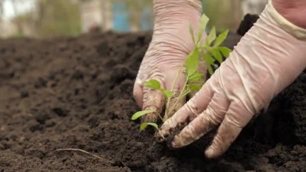 農家は地面に手で緑の苗を植えます。手袋の庭師は屋外でトマトの苗を植えます。環境に優しい農業の概念。プランテーションに春に苗を植える. - 映像、動画