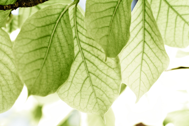 Green leaves - Foto, Imagem