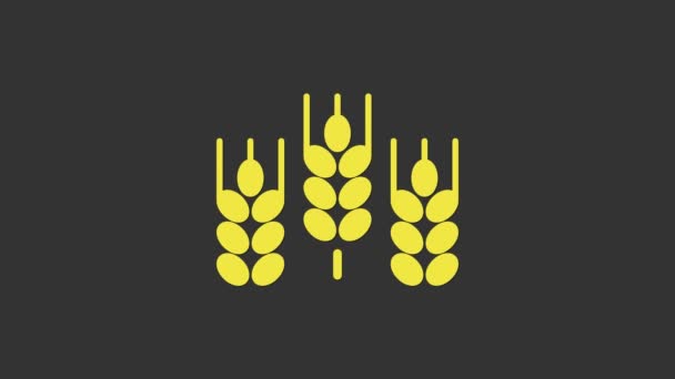米、小麦、トウモロコシ、オート麦、ライ麦、大麦のアイコンがグレーの背景に隔離された黄色のセリアルセット。小麦パンのシンボルの耳。4Kビデオモーショングラフィックアニメーション - 映像、動画