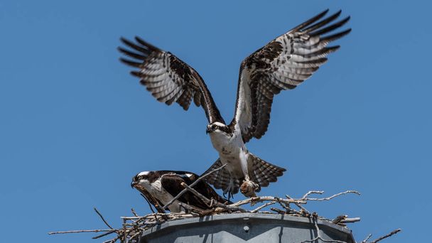 Osprey (Pandion haliaetus) birds in flight. Hawks hunting for fish and flying wildlife background - Photo, Image