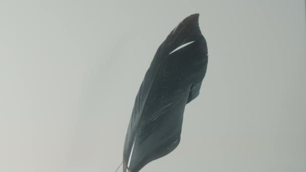 pluma de cuervo de cerca - Metraje, vídeo