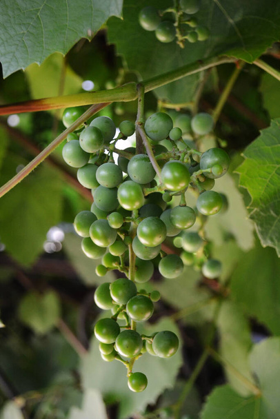 Uvas verdes e não maduras penduradas na vinha numa vinha Agricultura, indústria vitivinícola - Foto, Imagem