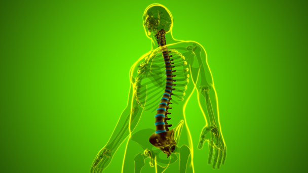 Human Skeleton Vertebral Column Vertebrae Anatomy 3D Illustration - Photo, Image