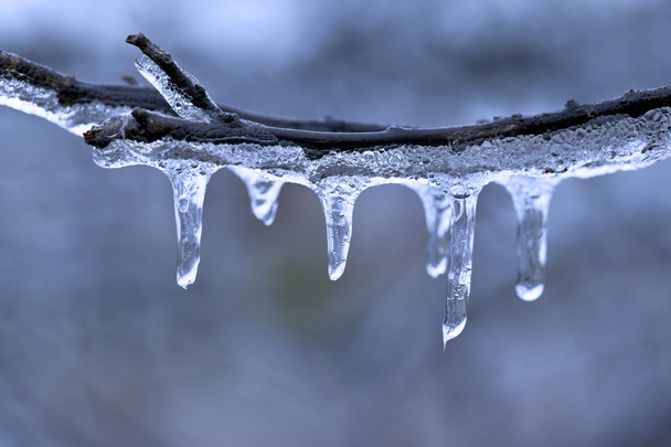 Detalle de hielo de lluvia congelante en una rama de árbol
 - Foto, imagen