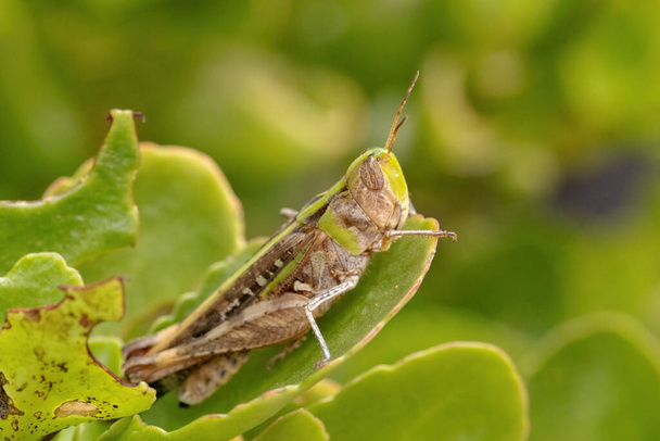 Adult Stridulating Slantface Grasshopper της φυλής Scyllinini - Φωτογραφία, εικόνα