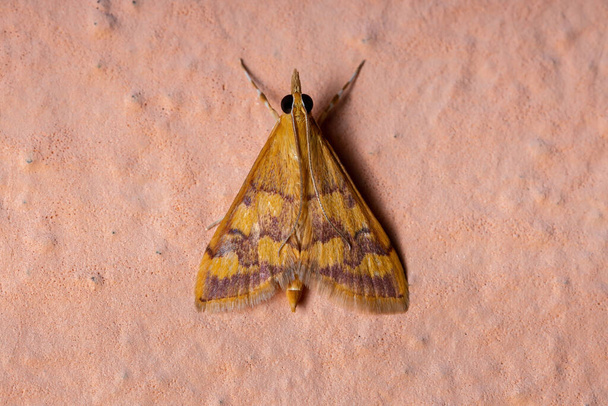 Volwassen muntvlinder van het geslacht Pyrausta - Foto, afbeelding