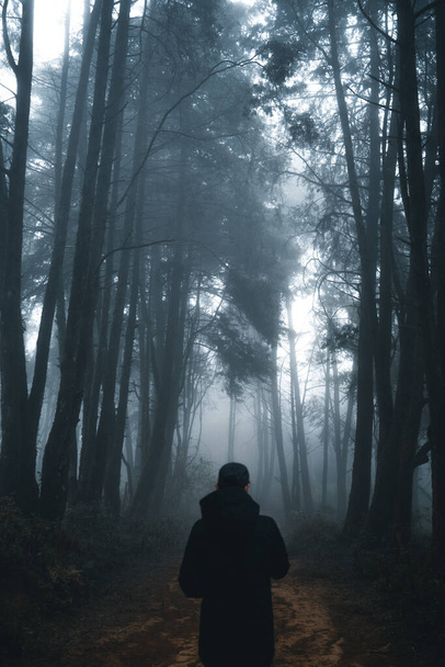 Людина в темному лісі, туман і сосновий ліс в зимових тропічних лісах, туман і сосна  - Фото, зображення