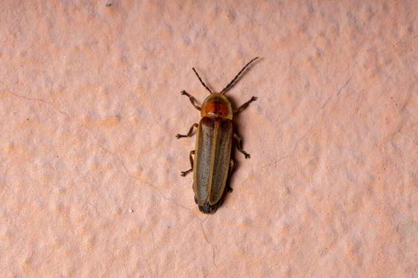 Escarabajo de luciérnaga adulta del género Photinus - Foto, Imagen