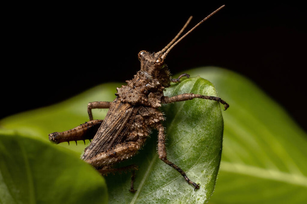 Grasshopper de chifres curtos da família Ommexechidae - Foto, Imagem