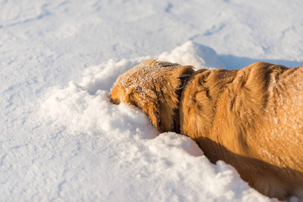 Golden Retriever snuiven en spelen in de sneeuw 's avonds. - Foto, afbeelding