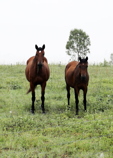 Коричневые лошади в поле зеленой травы в сельской местности Квинсленда Австралия - Фото, изображение