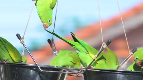 庭の一時停止フィーダーで種子に餌を与える緑のパケット鳥の群れ. - 映像、動画