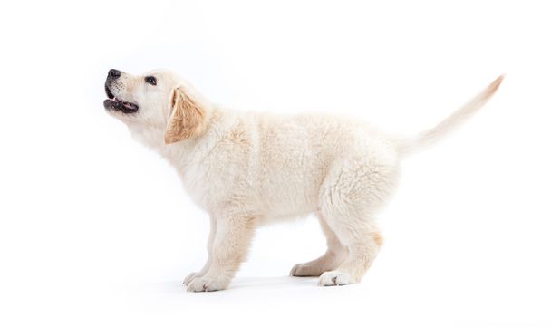 Young golden retriever puppy waiting for something - 写真・画像