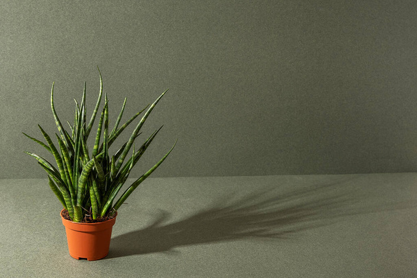 Home plants. Sansevieria cylindrica in brown pots on a green background. Front view Copy space. - Foto, imagen