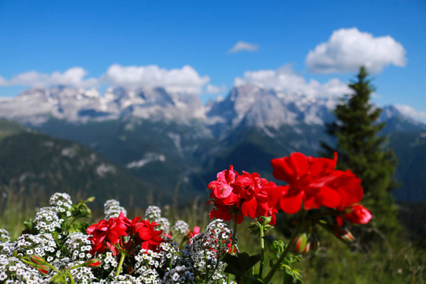 Close-up de flores vermelhas e brancas com atrás de uma bela vista das montanhas dos 5 lagos refúgio em Trentino, viagens e paisagens em Itália  - Foto, Imagem