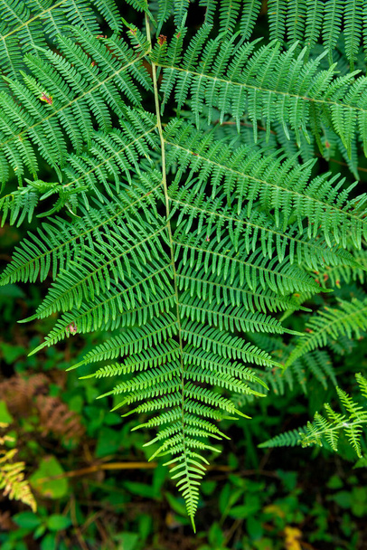 Green fern leaf on blurred nature background - Photo, Image