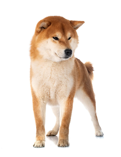 shiba inu in front of white background - Фото, изображение