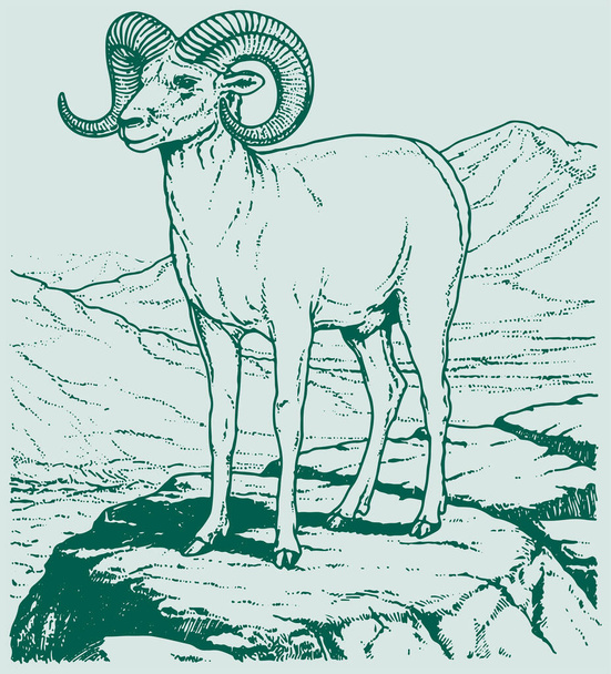 Drawing or Sketch of Indian Big Horn Sheep or Goat Outline Editable Illustration - Vector, Image