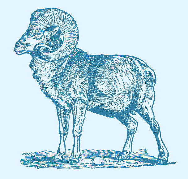 Rysunek lub szkic indyjskich owiec Big Horn lub zarys kozy Edytowalna ilustracja - Wektor, obraz