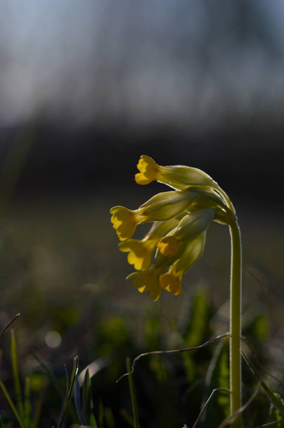 Tehéncsúszda kora tavasszal sárga vadvirág a természetben. Vízszintes közelkép. - Fotó, kép