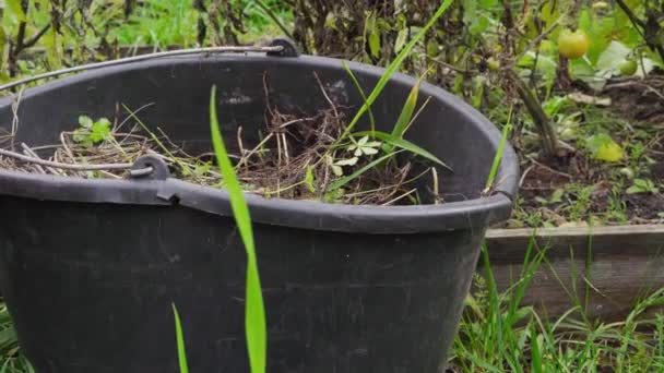Ρίχνει ζιζάνια από τον κήπο σε έναν κουβά για να μετατραπεί σε λίπασμα - Πλάνα, βίντεο