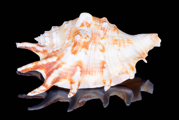 Caracol simple concha de mar de cordero lambis conocido como concha de araña, aislado sobre fondo negro, reflejo de espejo - Foto, Imagen
