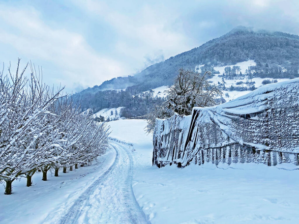 Фруктовые деревья в зимней атмосфере на склонах горы Риги и садов над озером Люцерн (Vierwaldsattersee или Vierwaldstaettersee), Веггис - Швейцария (Schweiz) - Фото, изображение