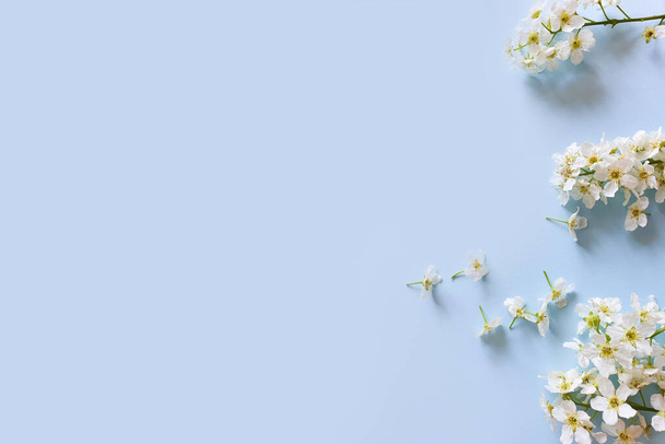 青い背景に白い小さな春の花。ポストカード、招待状又は製品の背景のための花のフレーム又は境界. - 写真・画像