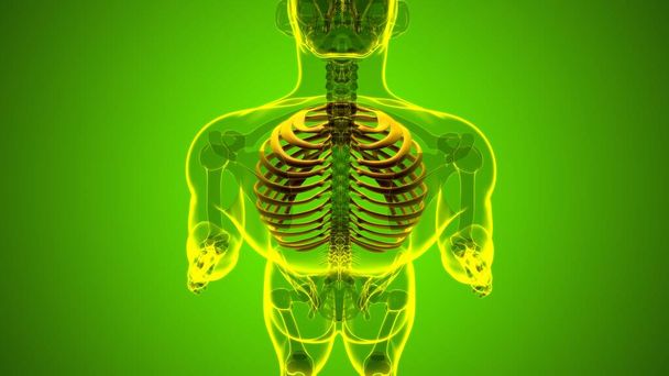 Rendering 3D della gabbia toracica anatomica dello scheletro umano per concetto medico - Foto, immagini