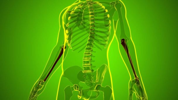 Lidská kostra anatomie Ulna kostní 3D vykreslování pro lékařské pojetí - Fotografie, Obrázek