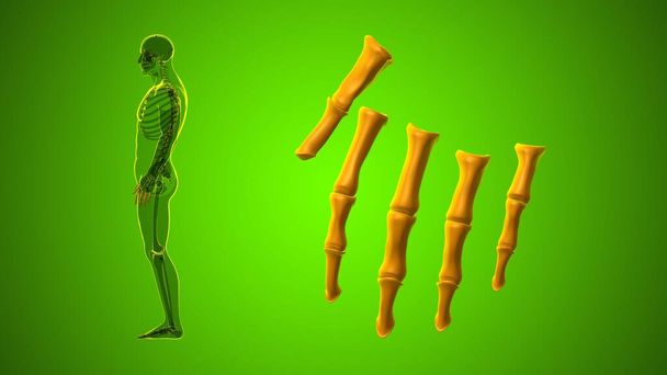Ludzki szkielet ręka paliczki Anatomia kości do koncepcji medycznej 3D Ilustracja - Zdjęcie, obraz
