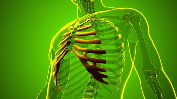 Ανθρώπινη ανατομία σκελετού Παράπλευρο χόνδρο 3D Αποτύπωση για ιατρική έννοια - Φωτογραφία, εικόνα