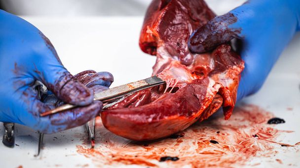scientist dissecting a fresh pig heart with surgery instruments to show the function of the blood flow and the heart valves with scalpel and tweezers. - Zdjęcie, obraz