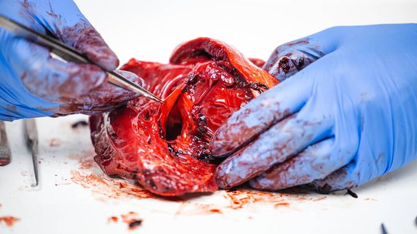 tiedemies leikkelee tuoretta sian sydäntä kirurgisilla välineillä osoittaakseen verenkierron ja sydänventtiilien toiminnan skalpellilla ja pinseteillä. - Valokuva, kuva