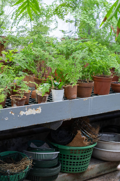 Τροπικά αειθαλή διάφορες φτέρες, φυτά σε πήλινη γλάστρα terracotta στο θερμοκήπιο - Φωτογραφία, εικόνα