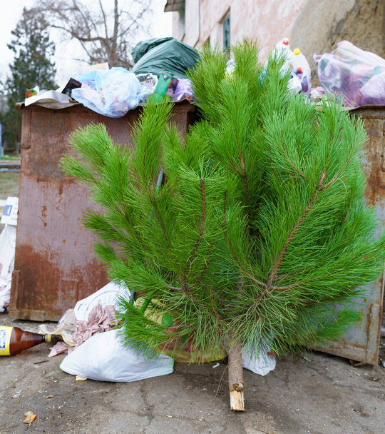 концепція екології, ялинка в сміттєзвалищі після святкування нового року
 - Фото, зображення