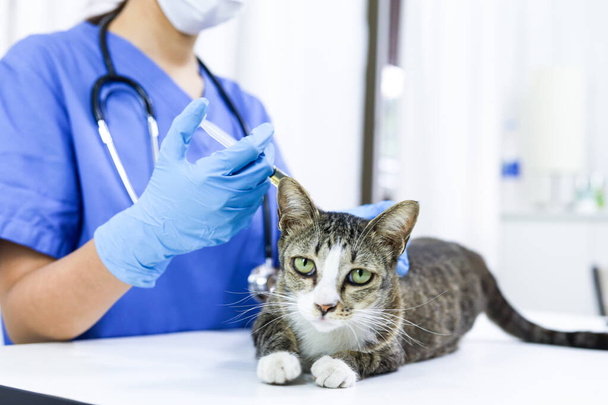 Cat on examination table of veterinarian clinic. Veterinary care. Vet doctor and cat - Foto, Imagem