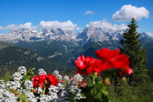 Közelkép a piros-fehér virágok mögött gyönyörű kilátás nyílik a hegyekre az 5 tavak menedéket Trentino, utazás és tájak Olaszországban  - Fotó, kép