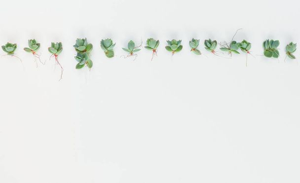 Pequeñas suculentas plántulas planas con espacio de copia sobre un fondo blanco. Estas plantas de bebé son comúnmente conocidas como Madre de Miles - Foto, imagen