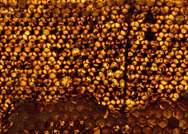 Nido de abeja amarillo brillante
 - Foto, imagen