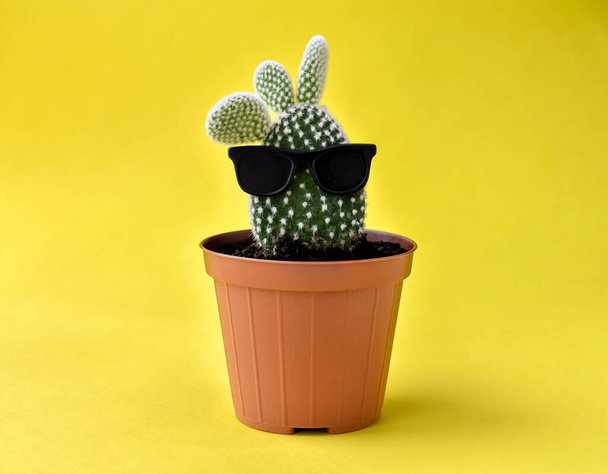 Cactus in black glasses, in a pot on a yellow background. - Fotó, kép