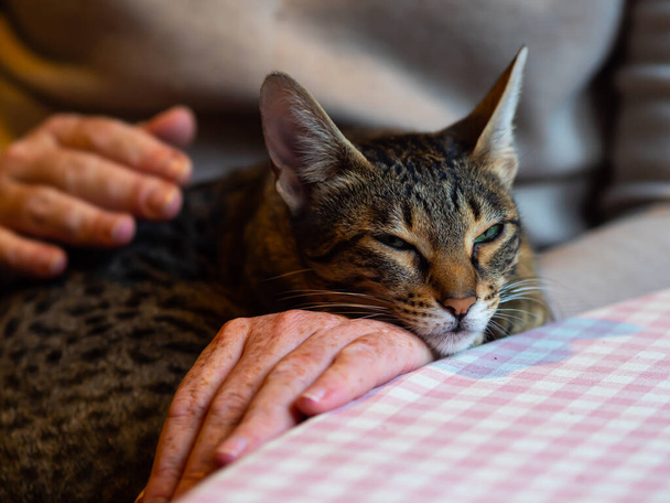 Το πορτρέτο της γάτας. Γάτα με κοντές κηλίδες μοτίβο παλτό στηρίζεται και αποκοιμιέται στην αγκαλιά των ιδιοκτητών της και χαϊδεύεται - Φωτογραφία, εικόνα