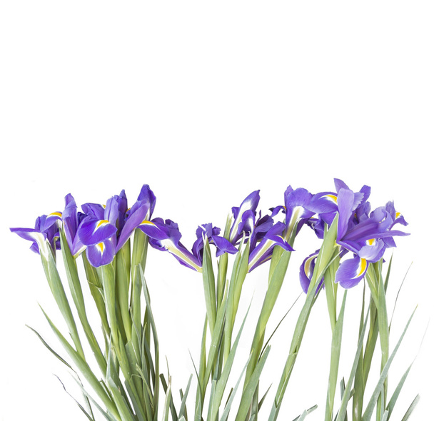 Iris flowers - Foto, immagini